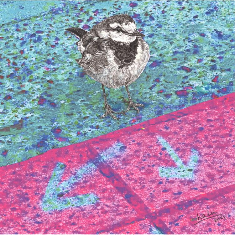 ハクセキレイ｜どっち行く？｜B4（アクリル・高品質紙） | 3枚目