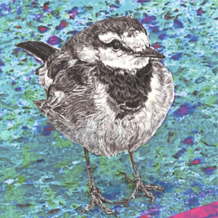 ハクセキレイ｜どっち行く？｜B4（アクリル・高品質紙）