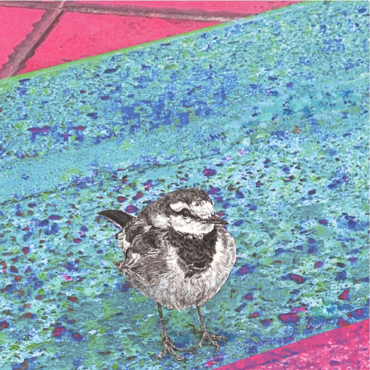 ハクセキレイ｜どっち行く？｜B4（アクリル・高品質紙） | 2枚目