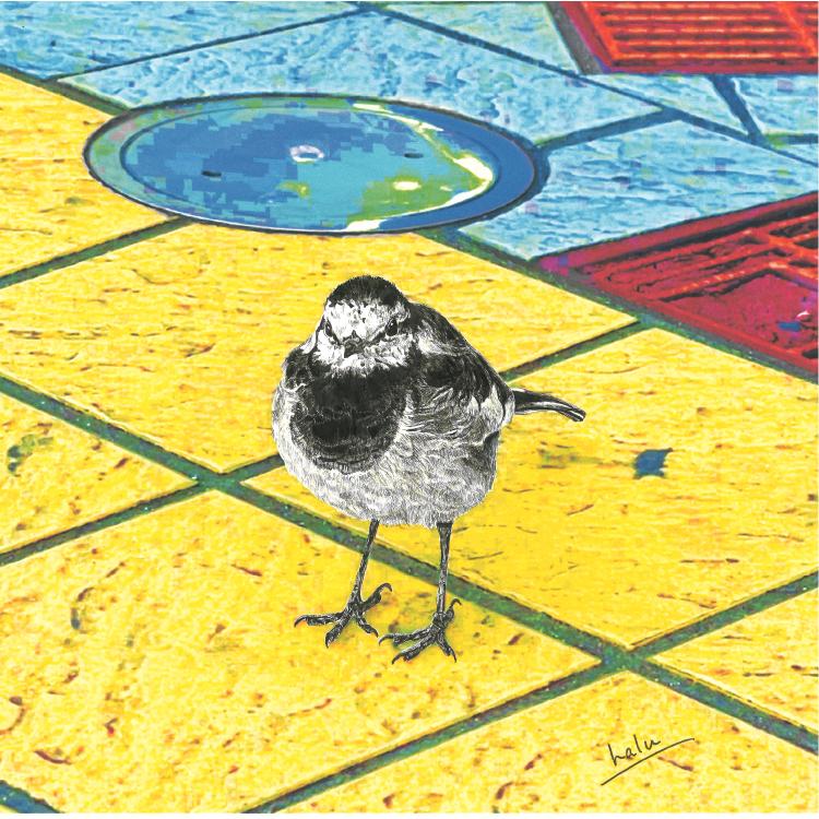 ハクセキレイ｜もっと遊ぼう！｜B4（アクリル・高品質紙） | 2枚目