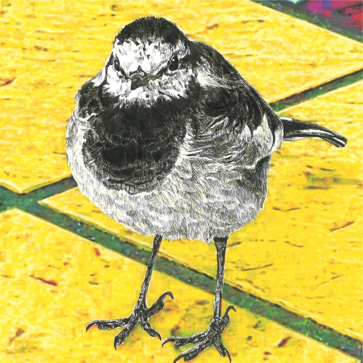 ハクセキレイ｜もっと遊ぼう！｜B4（アクリル・高品質紙）