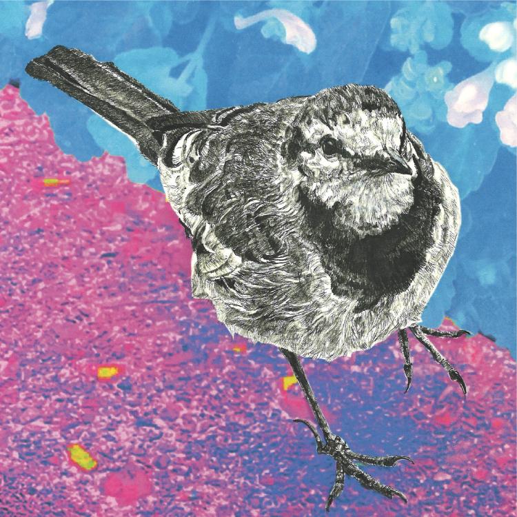 ハクセキレイ｜いっしょにお散歩｜B4（アクリル・高品質紙）