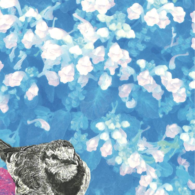 ハクセキレイ｜いっしょにお散歩｜B4（アクリル・高品質紙） | 2枚目