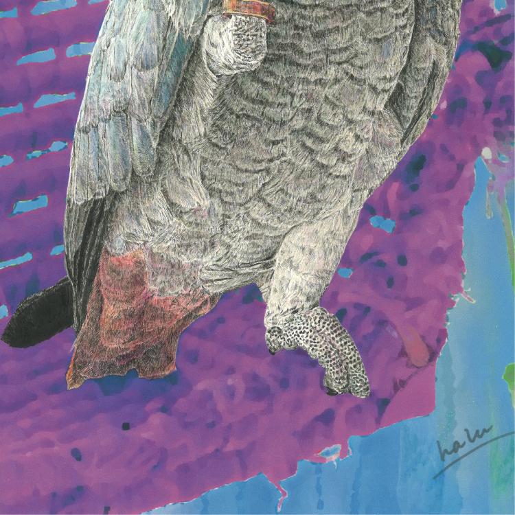 ヨウム|カーテン破壊活動|A3アート(アクリル・高品質紙) | 2枚目