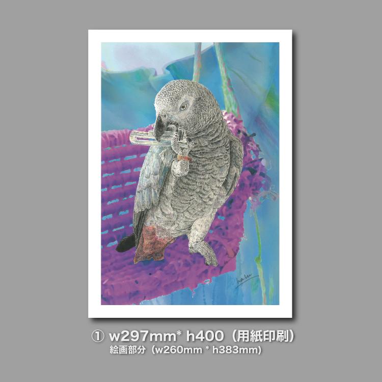 ヨウム|カーテン破壊活動|A3アート(アクリル・高品質紙) | 6枚目